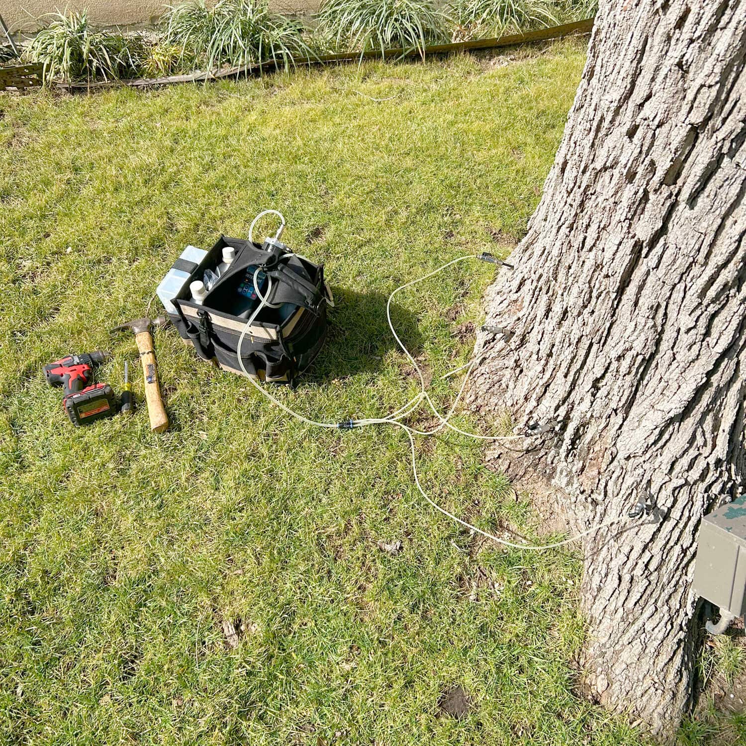 Arborist team at work