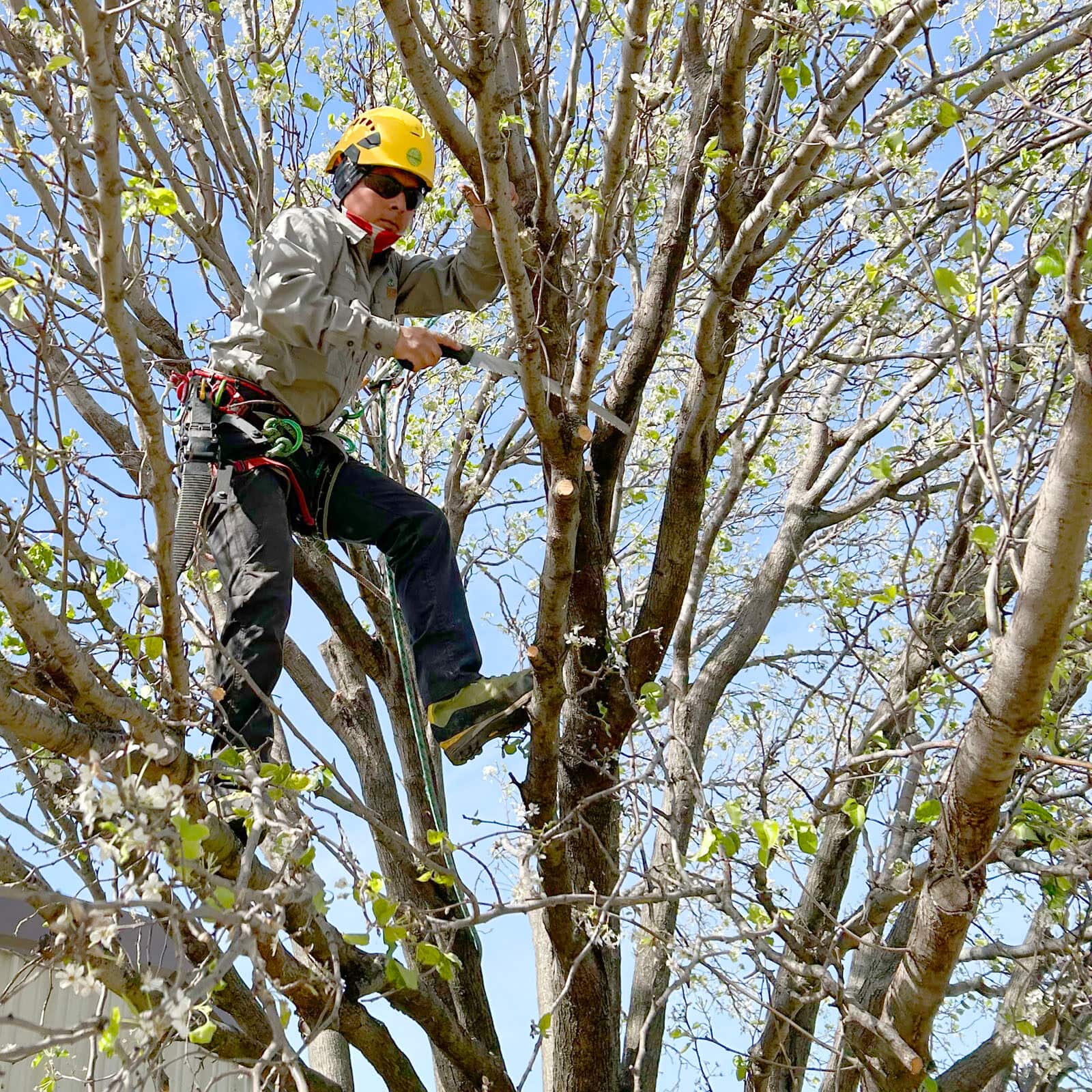 Completed tree work in Dallas