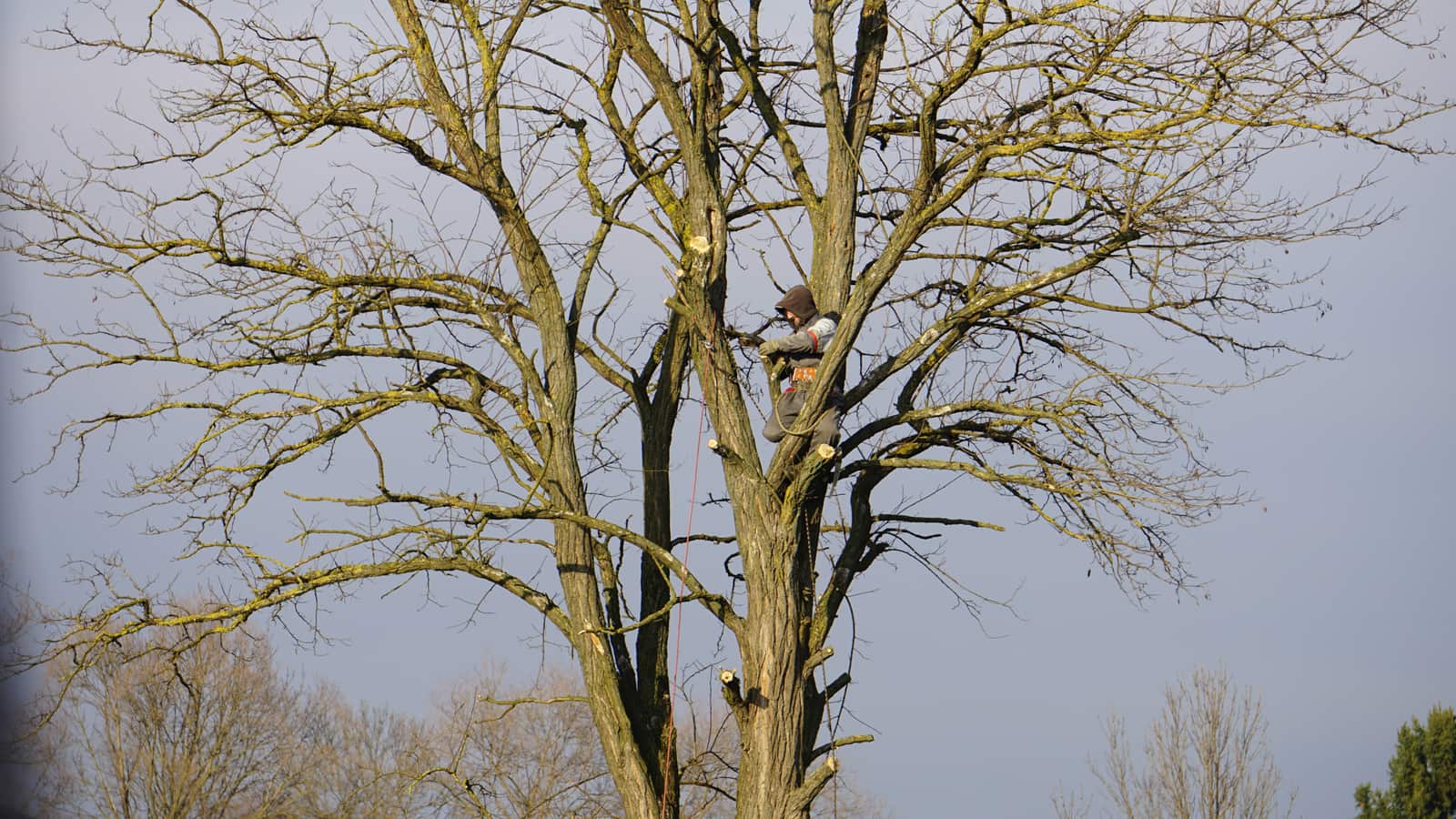 Tree health assessment