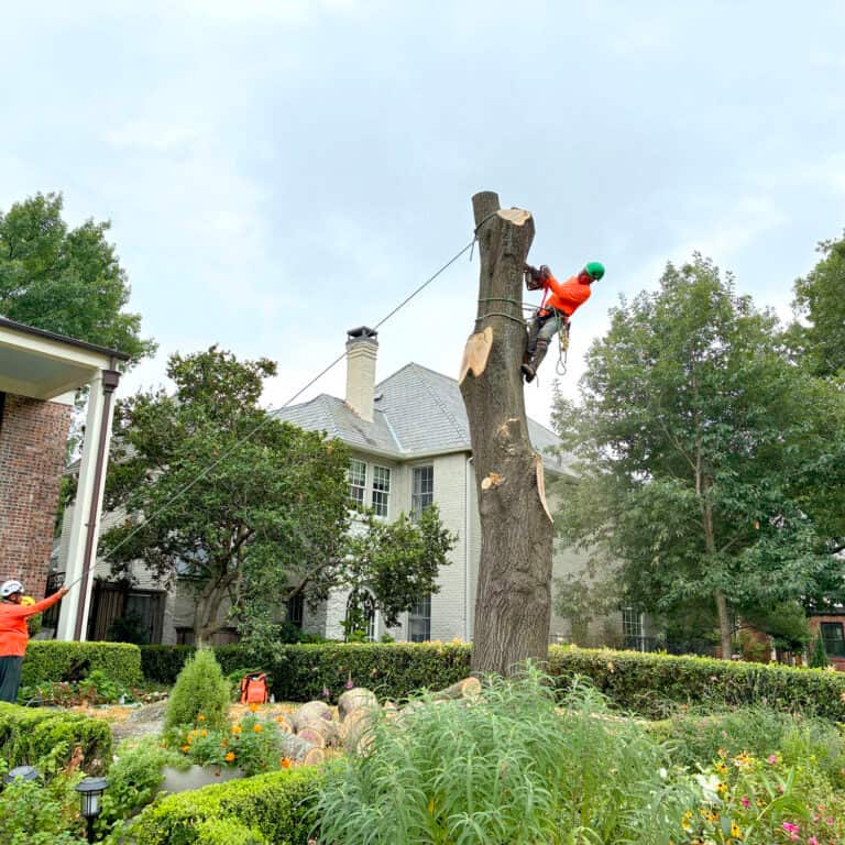 Tree service Dallas