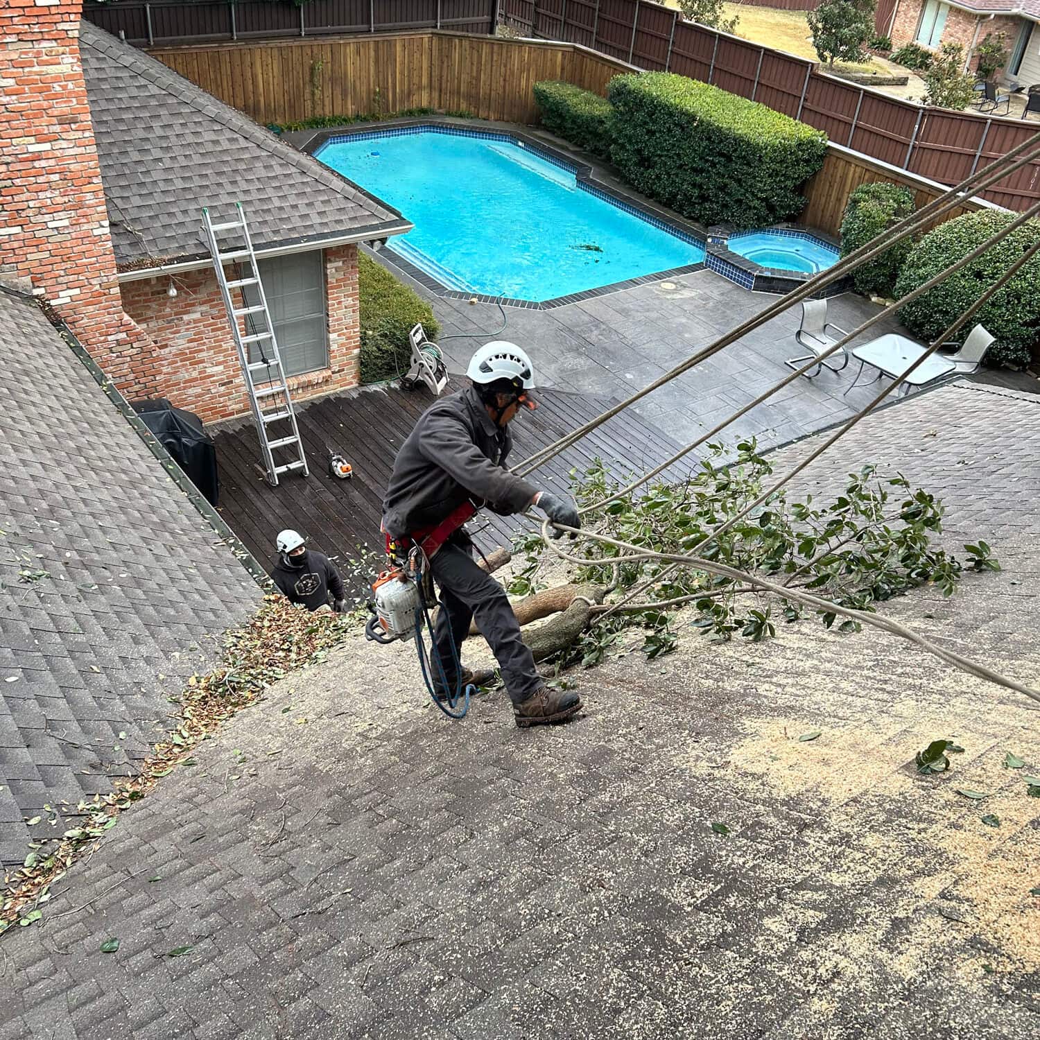 Holcomb Tree Service certified arborist
